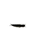 2 Inch Hellgrammite