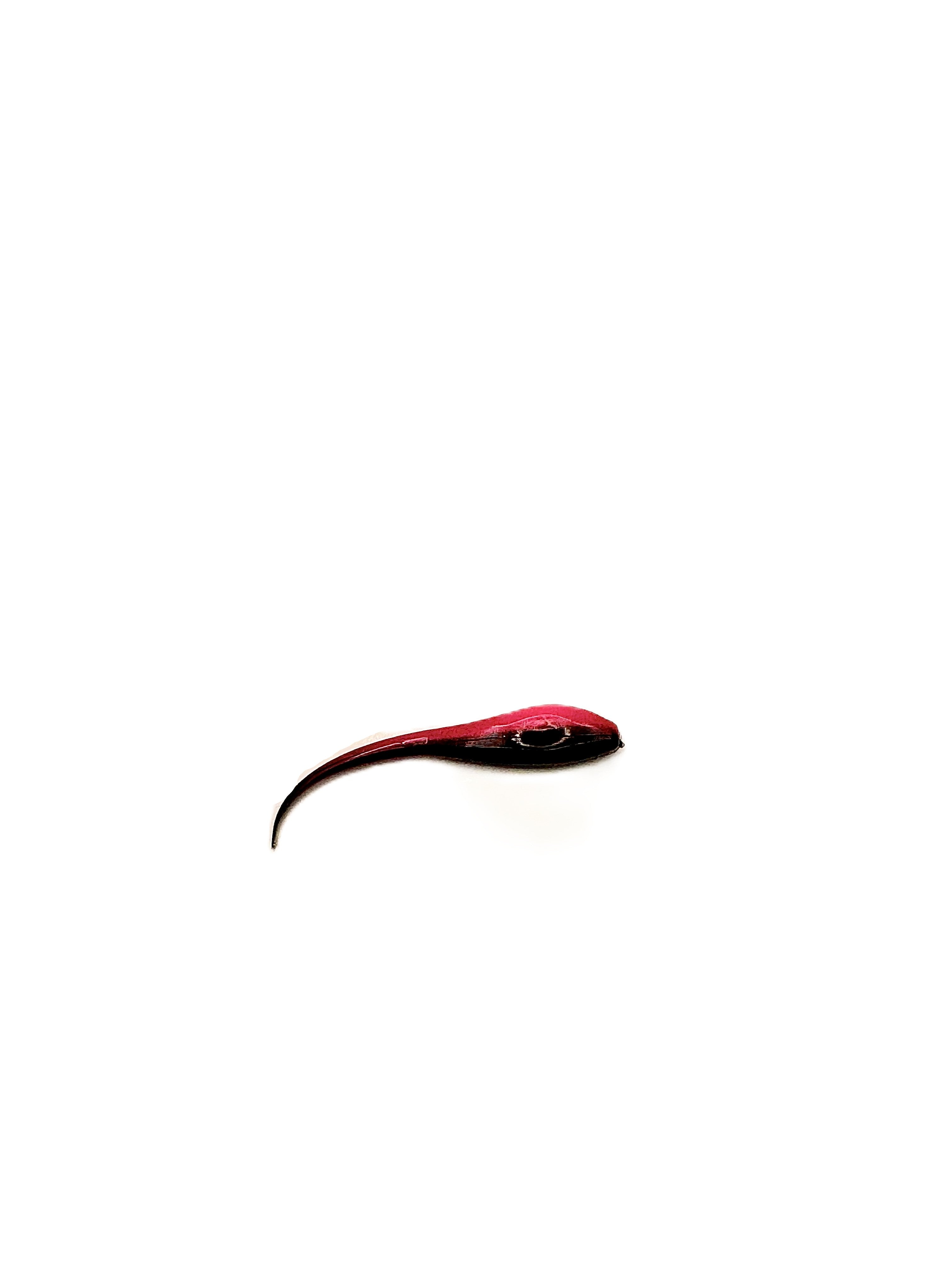 2.4 Inch Little Swimmer